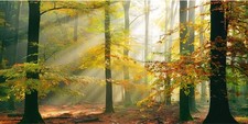 Xxl fototapete wallprint gebraucht kaufen  Lippstadt