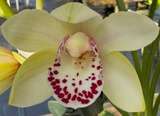 Cymbidium portuguese passion for sale  New Orleans
