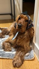 Folding pet dog for sale  LONDON