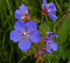 Graines géranium prés d'occasion  Sanary-sur-Mer