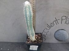 Pilosocereus glaucescens 378 for sale  Deland