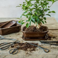 Bonsai wurzelhaken cm gebraucht kaufen  Düsseldorf
