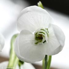 Galanthus schneeglöckchen pol gebraucht kaufen  Deutschland