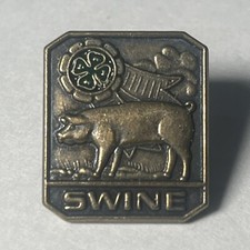 Club swine pig for sale  Miami