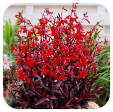 Lobelia cardinal flower for sale  LINCOLN