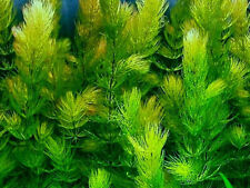Hornwort ceratophyllum demersu for sale  YORK