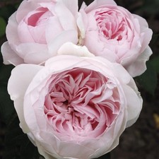 Earth angel rose for sale  Mount Vernon