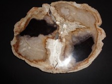 Petrified wood inches for sale  Ambler