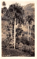 Porto Rico Porto Rico Palma palmeiras reais vista panorâmica foto real PC AA85967 comprar usado Porto Rico Porto Rico Palma palmeiras reais vista panorâmica foto real PC AA85967 comprar usado  Enviando para Brazil