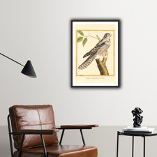 Rapaces martinet chouette d'occasion  Paris VI