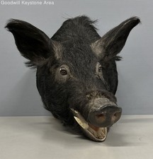 boar doe for sale  Reading