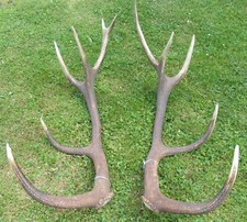Abwurfstangen rothirschgeweih  gebraucht kaufen  Osterode
