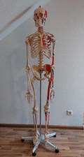 Anatomieskelett farblich geken gebraucht kaufen  Riegelsberg