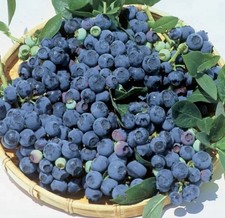 Blueberry bush bluejay for sale  SPALDING