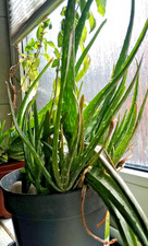 Aloe vera ableger gebraucht kaufen  Pfinztal