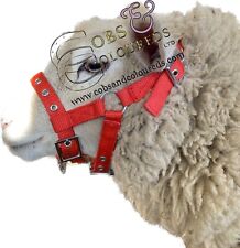 Sheep alpaca goat for sale  USK