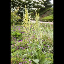 Verbascum lympicum kandelaber gebraucht kaufen  Deutschland