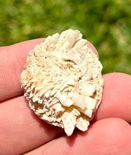 California Fossil Bivalve Chama areana Palos Verdes Sand Pleistocene Age Shell comprar usado  Enviando para Brazil