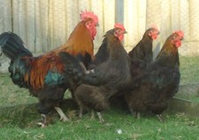French black copper for sale  WELLINGTON