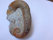 Fossile ammonite acriocéras d'occasion  Salon-de-Provence