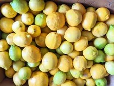 Unwaxed freshly picked for sale  Irvine