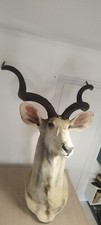 Taxidermie grand koudou d'occasion  Mus