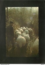 Animaux moutons pays d'occasion  Fruges