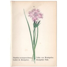 Mini antique botanical for sale  Chicago