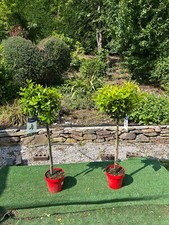 Kitchen bay laurel for sale  MACCLESFIELD