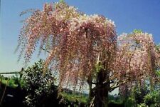 Blauregen rosa veredelte gebraucht kaufen  Kronburg
