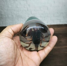 Usado, Botão de câmbio subaquático verdadeiro escorpião escorpião resina acrílica base verde_v11 comprar usado  Enviando para Brazil
