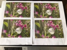 Small white butterfly for sale  NEW MILTON