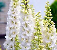 150x white delphinium for sale  DEWSBURY
