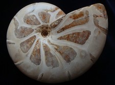 Ammonit fossilien jura gebraucht kaufen  Braunschweig
