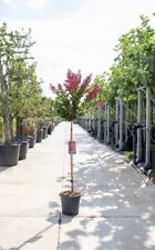 Lagerstroemia indica pianta usato  Valmacca