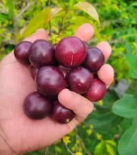 Governors plum tree for sale  Gaylord