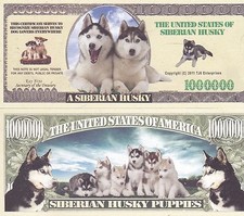 siberian huskie for sale siberian huskie for sale Clinton