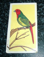 Como noddys budgie for sale  LEIGHTON BUZZARD