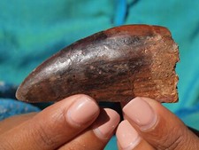 Rare carcharodontosaurus dinos for sale  Tucson
