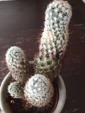 Cactus approx 25cm for sale  TUNBRIDGE WELLS
