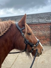Evo equine elite for sale Evo equine elite for sale  PONTEFRACT