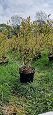 80cm blueberry bluecrop for sale  NANTWICH