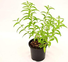Pianta citronella vaso usato  Roma