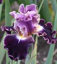 Dialect iris rhizome d'occasion  Expédié en Belgium