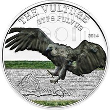 Vulture gyps fulvus usato  Ciampino
