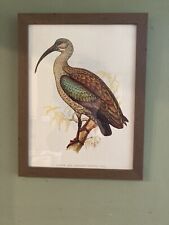 Pair framed prints for sale  SALISBURY