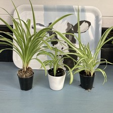 Spider plants chlorophytum for sale  SPALDING