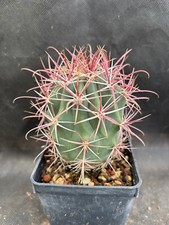 Ferocactus viscainensis beauti usato  Massafra