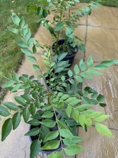 Healthy curry leaf for sale  HIGH WYCOMBE