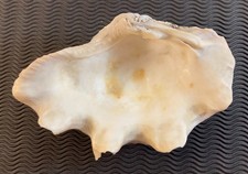 Coquillage benitier 12 d'occasion  Saint-Martin-du-Mont